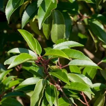 Portugiesischer Lorbeer