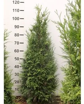Riesen-Thuja