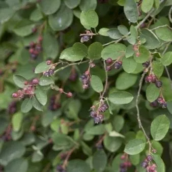 Felsenbirne (Amelanchier spicata)