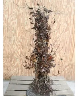 Rote Buche für Hecke